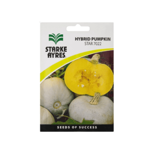 Starke Ayres Hybrid Pumpkin Star 7022